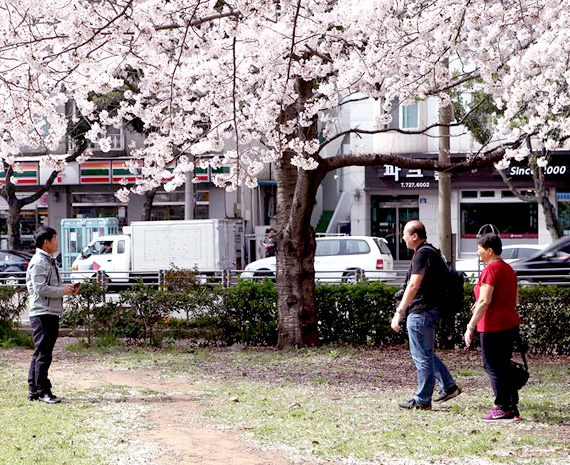 봄 벚꽃이 아름다운 신산공원