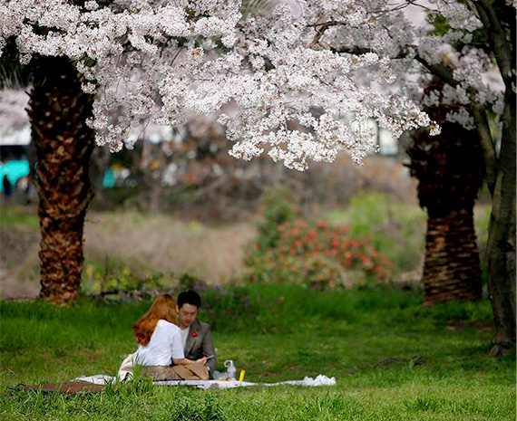 봄 벚꽃이 아름다운 신산공원