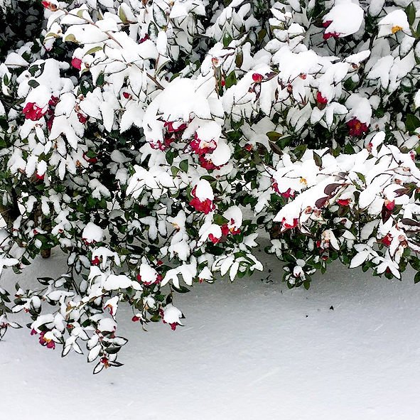 눈이 소복히 내려앉은 동백나무