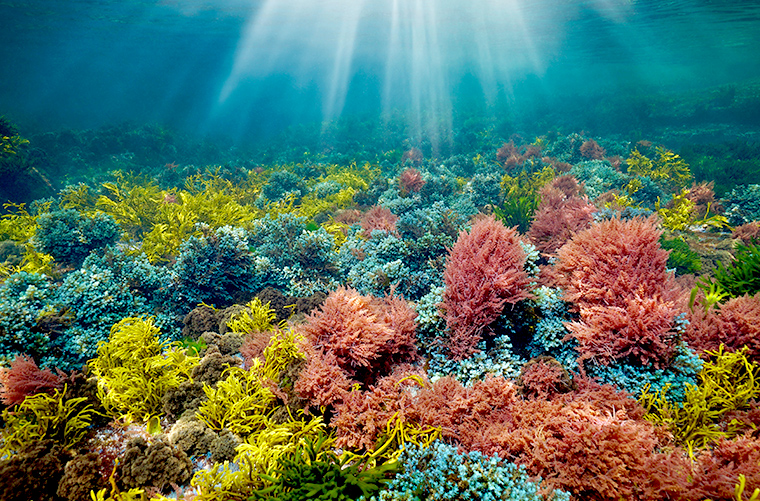 광합성하는 해초들