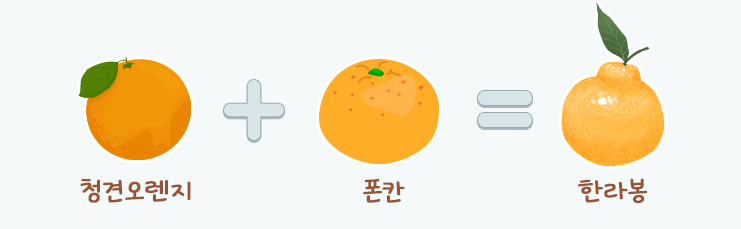 청견오렌지+폰칸, 한라봉