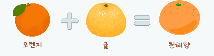 오렌지+귤, 천혜향