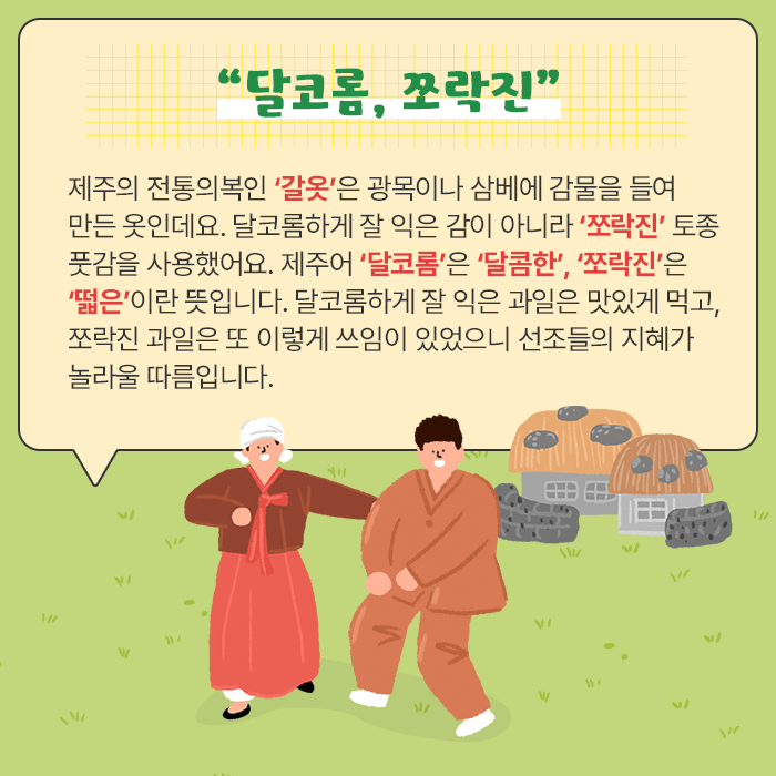 “달코롬, 쪼락진”-제주의 전통의복인 ‘갈옷’은 광목이나 삼베에 감물을 들여 만든 옷인데요. 달코롬하게 잘 익은 감이 아니라 ‘쪼락진’ 토종 풋감을 사용했어요. 제주어 ‘달코롬’은 ‘달콤한’, ‘쪼락진’은 ‘떫은’이란 뜻입니다. 달코롬하게 잘 익은 과일은 맛있게 먹고, 쪼락진 과일은 또 이렇게 쓰임이 있었으니 선조들의 지혜가 놀라울 따름입니다.