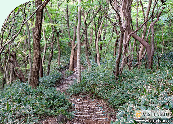 삼다수숲길의 산책로