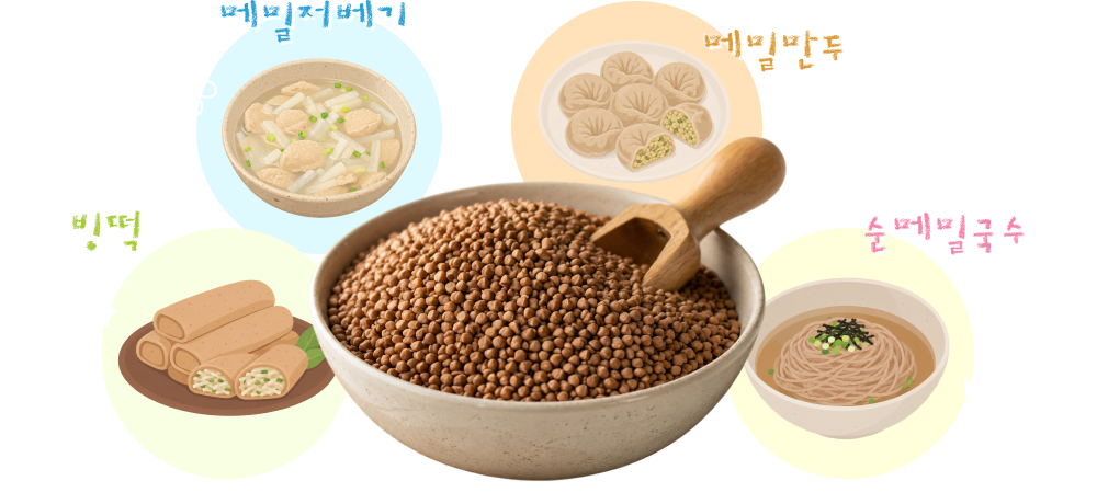 빙떡, 메밀저베기, 메밀만두, 순메밀국수와 메밀을 소개하는 일러스트
